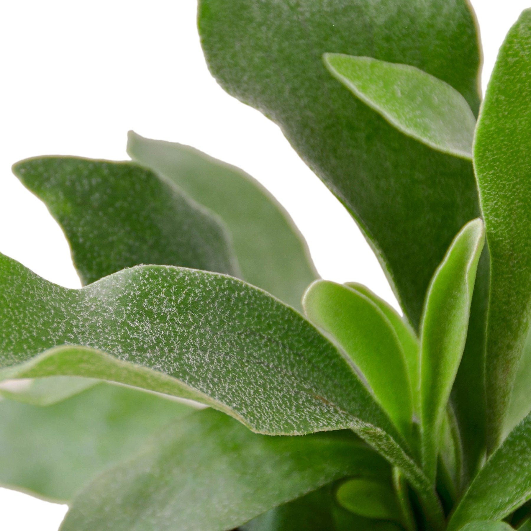 Staghorn Fern-Plants Planted
