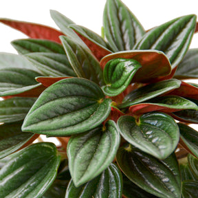 Peperomia Rosso-Plants Planted