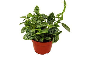 Fittonia 'White Nerve Plant'-Plants Planted
