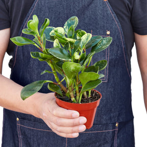 Peperomia 'Marble'-Plants Planted