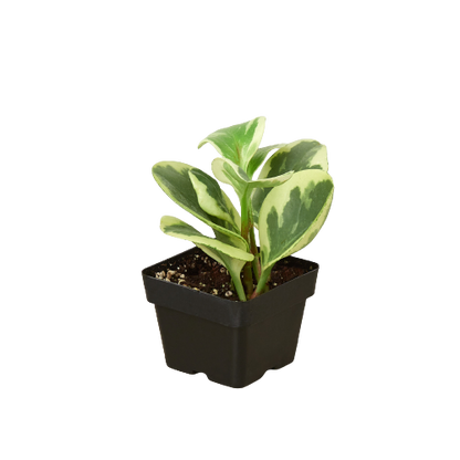 Peperomia 'Marble'-Plants Planted