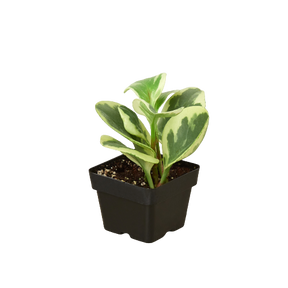 Peperomia 'Marble'-Plants Planted