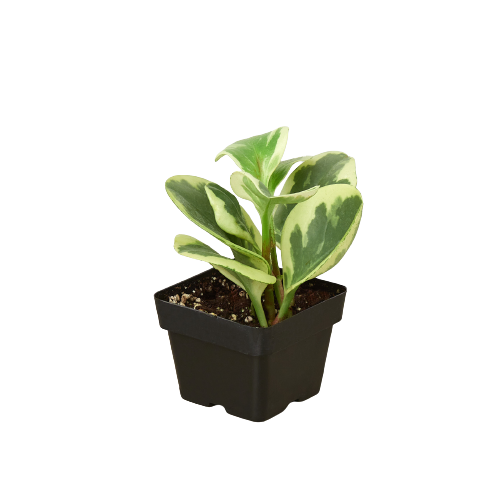 Peperomia 'Marble'-Plants Planted