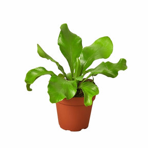 Bird's Nest 'Nidus' Fern-Plants Planted