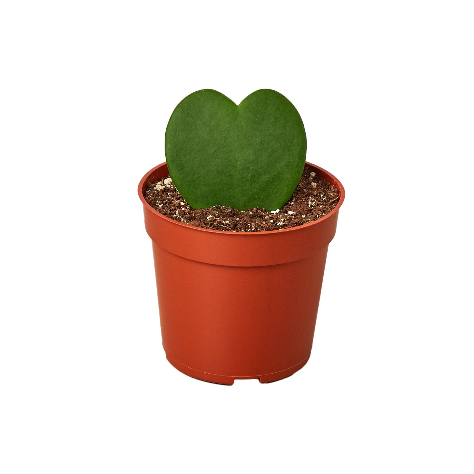 Hoya Sweetheart-Plants Planted