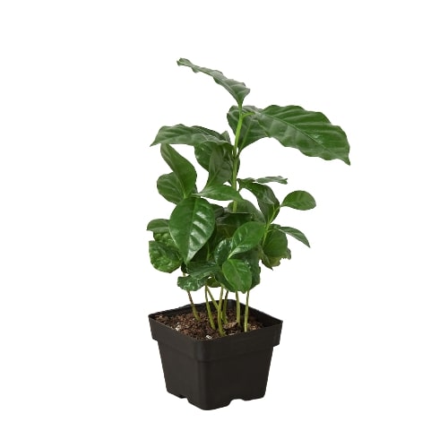 Arabica Coffee-Plants Planted