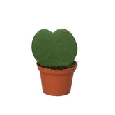 Hoya Sweetheart-Plants Planted
