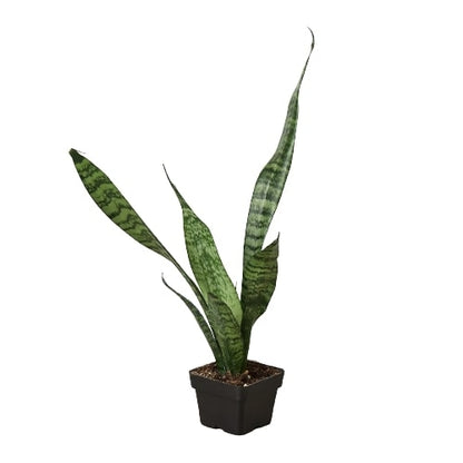 Snake Plant 'Zeylanica'-Plants Planted