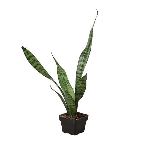 Snake Plant 'Zeylanica'-Plants Planted