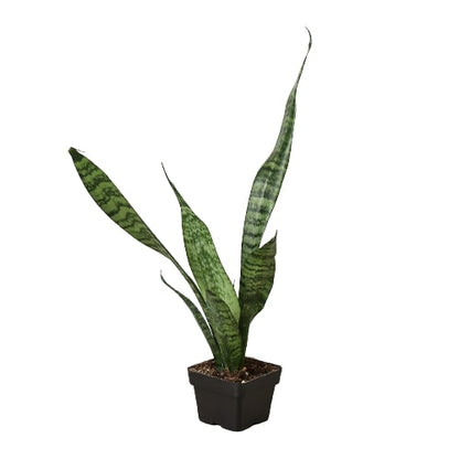 Snake Plant 'Zeylanica'-Plants Planted