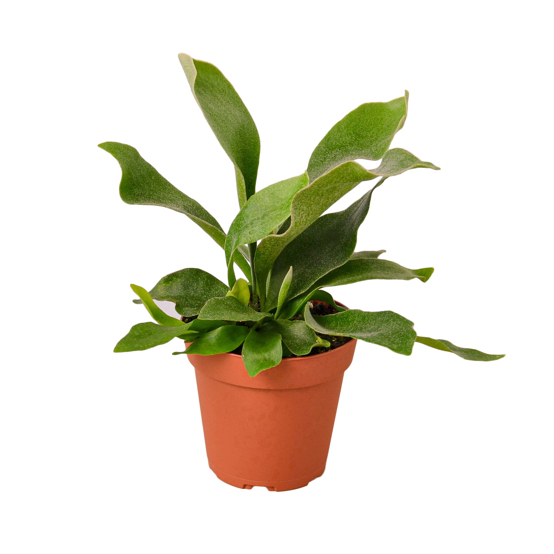 Staghorn Fern-Plants Planted