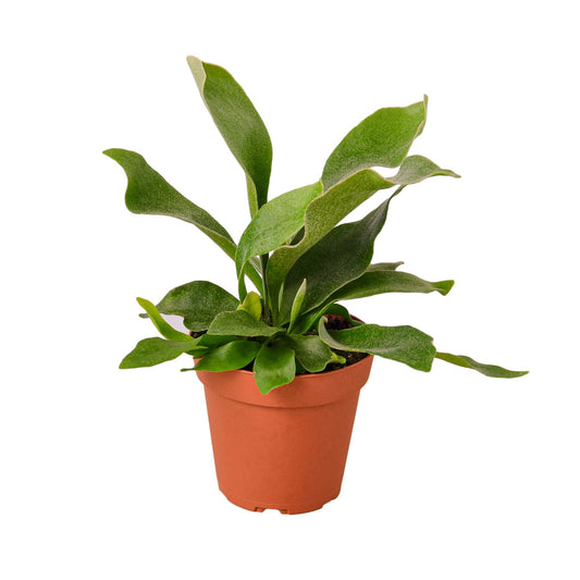 Staghorn Fern-Plants Planted
