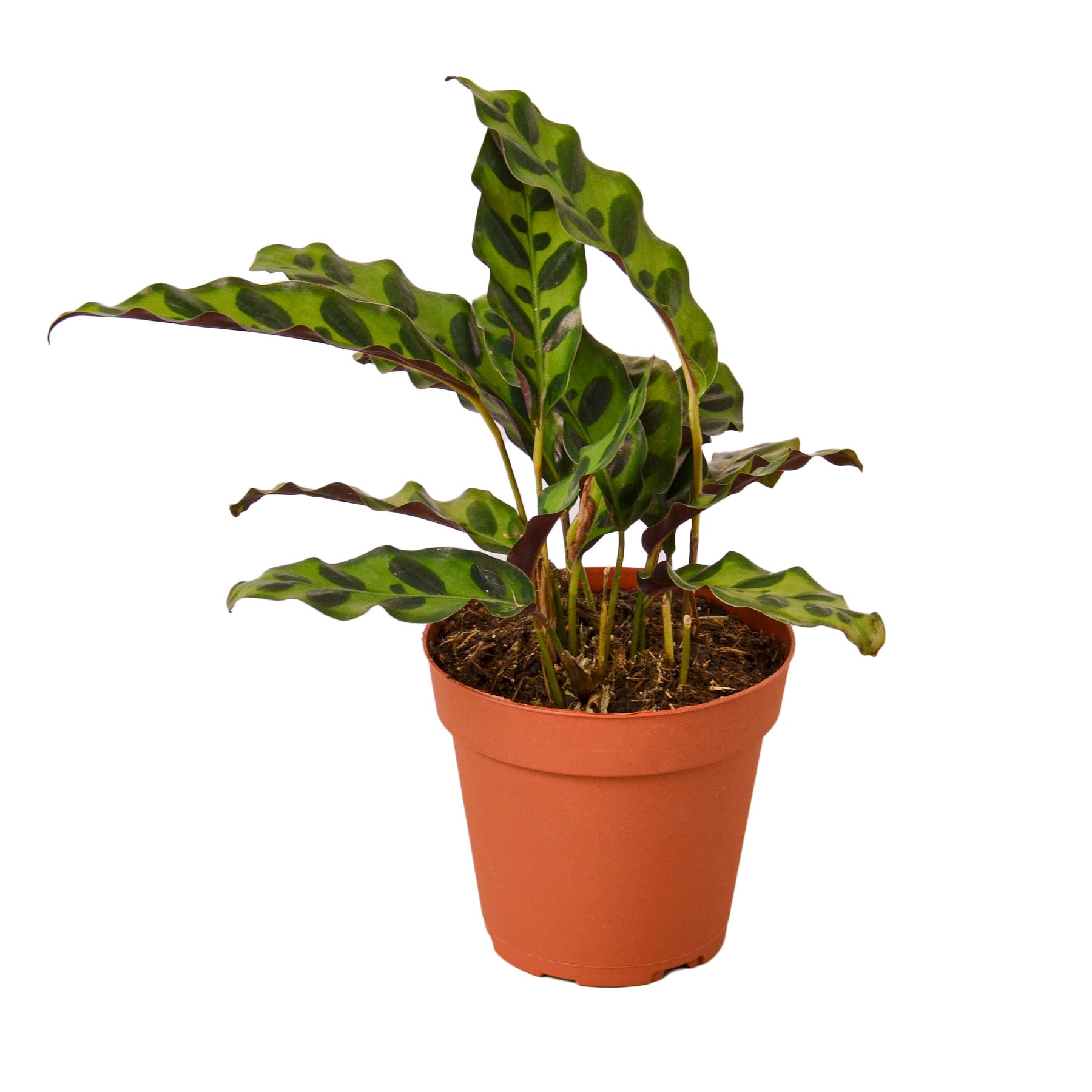 Calathea Lancifolia 'Rattlesnake'-Plants Planted