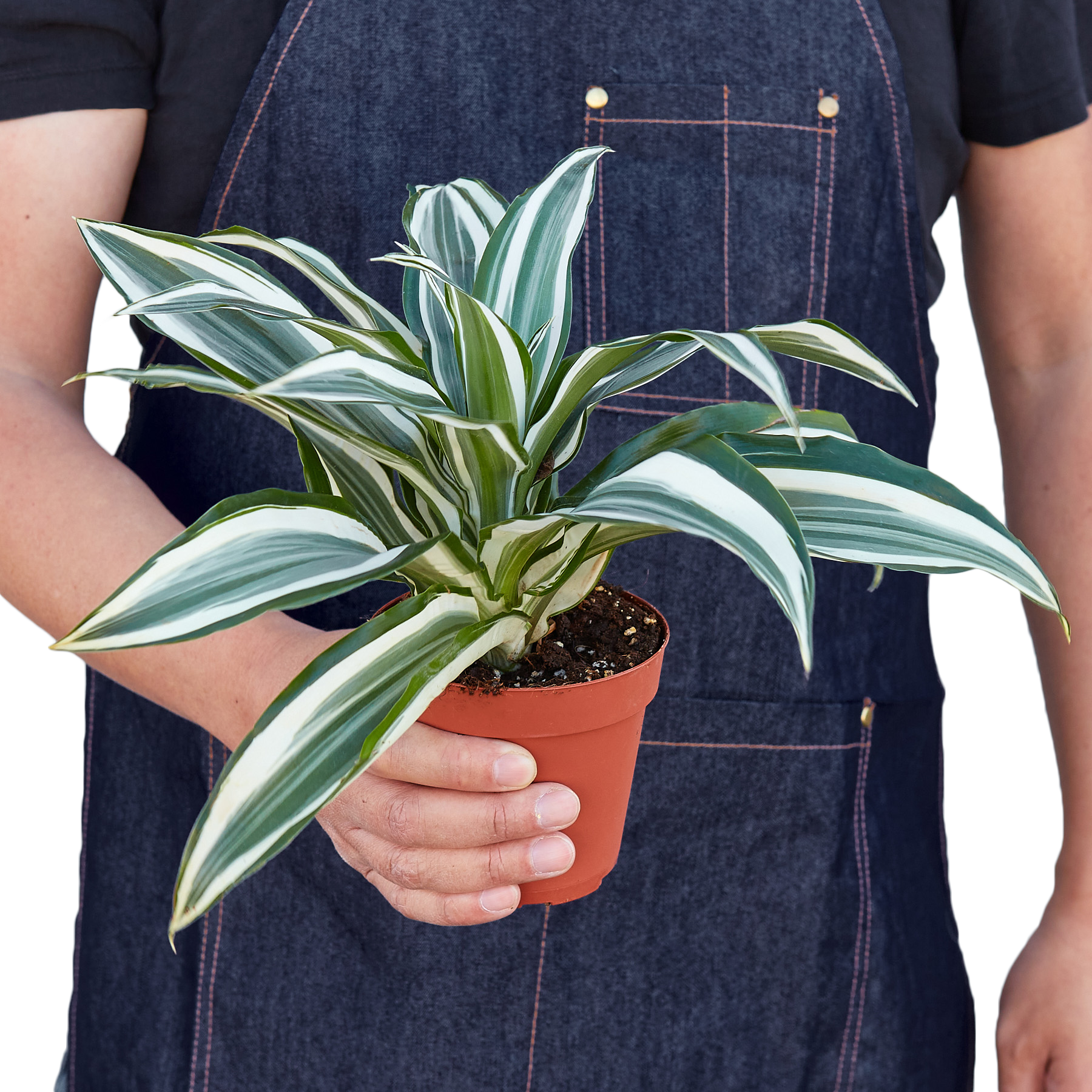 Dracaena 'Warneckii White Jewel'-Plants Planted