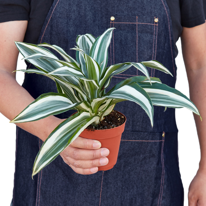 Dracaena 'Warneckii White Jewel'-Plants Planted