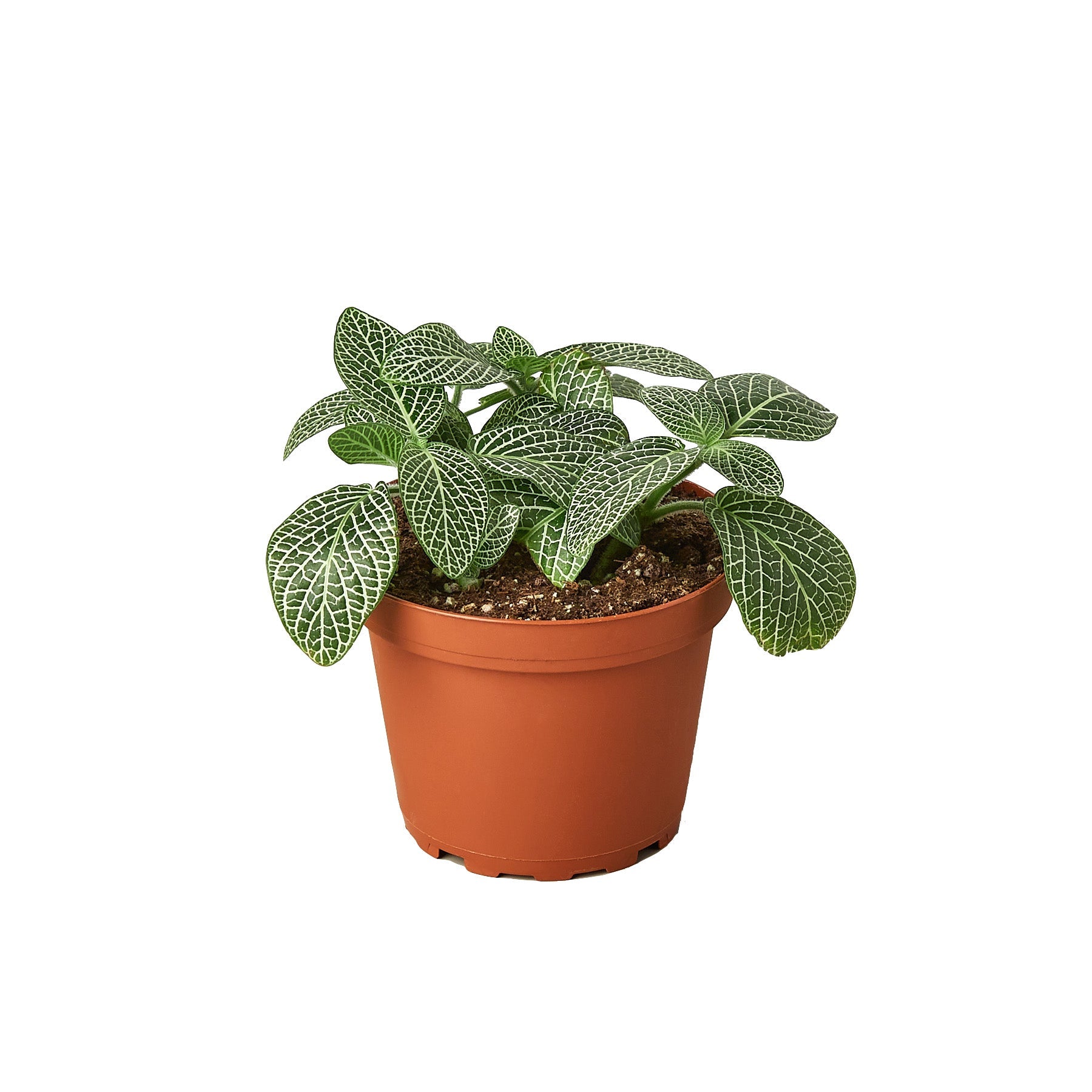 Fittonia 'White Nerve Plant'-Plants Planted