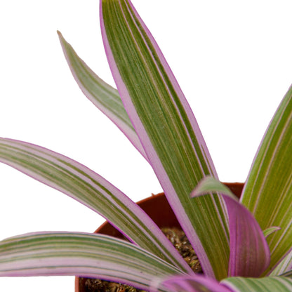 Oyster Plant 'Moses in the Cradle'-Plants Planted