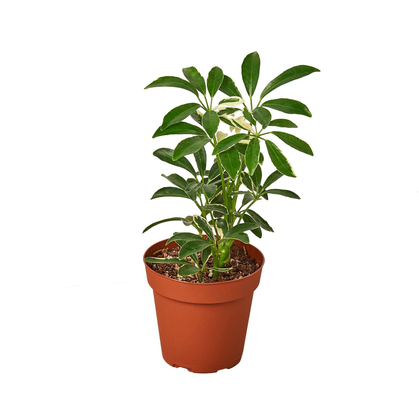 Schefflera Moonlight 'Umbrella Plant'-Plants Planted