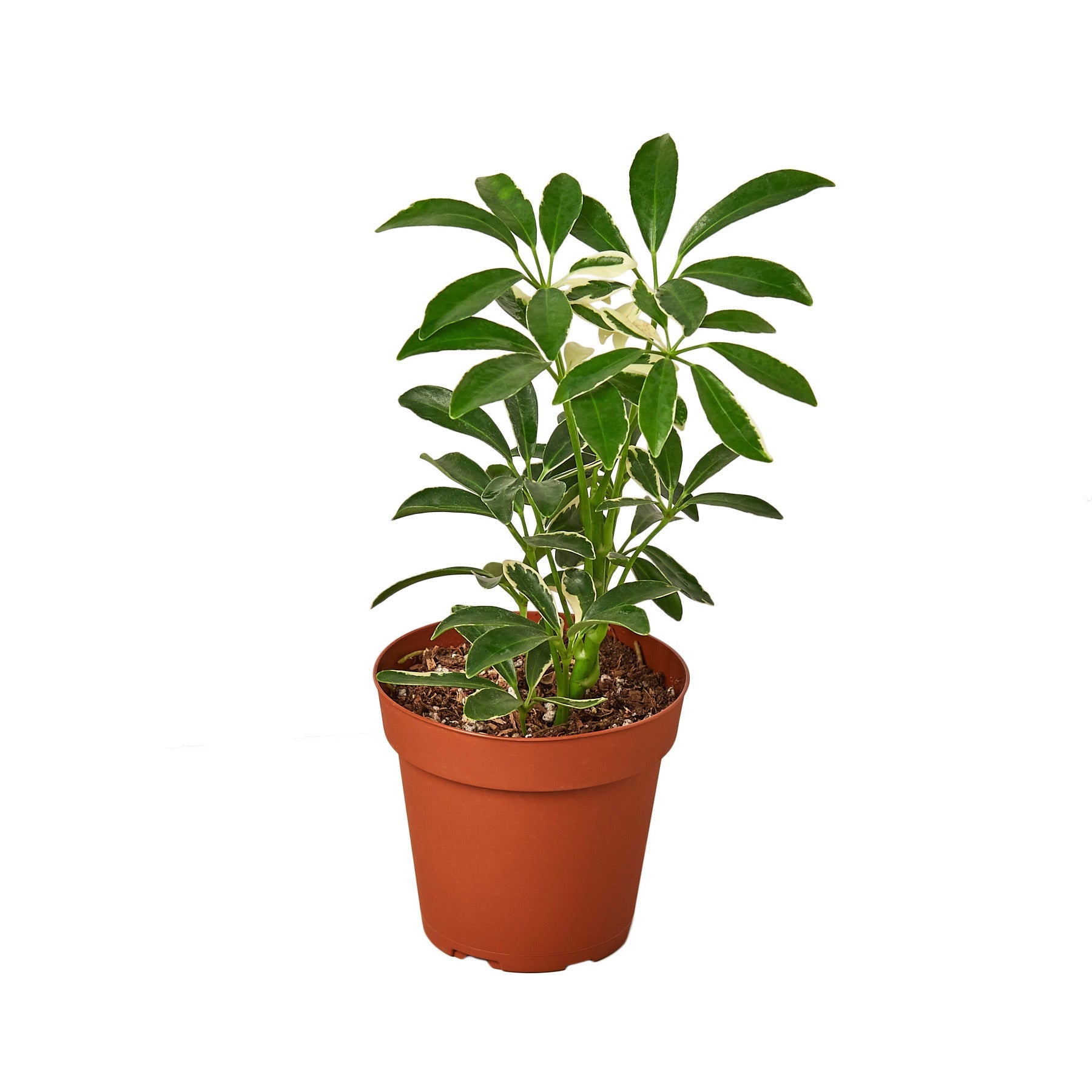 Schefflera Moonlight 'Umbrella Plant'-Plants Planted