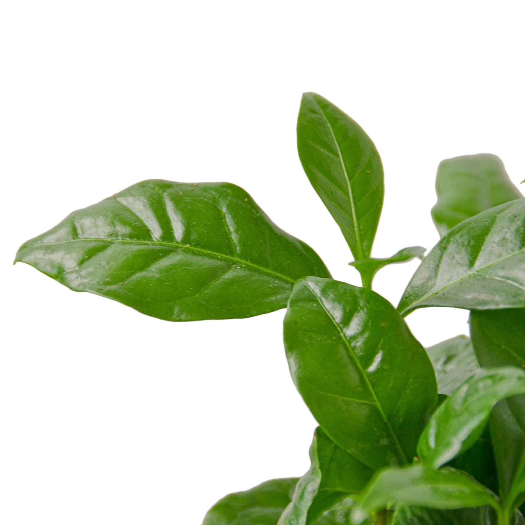 Arabica Coffee-Plants Planted