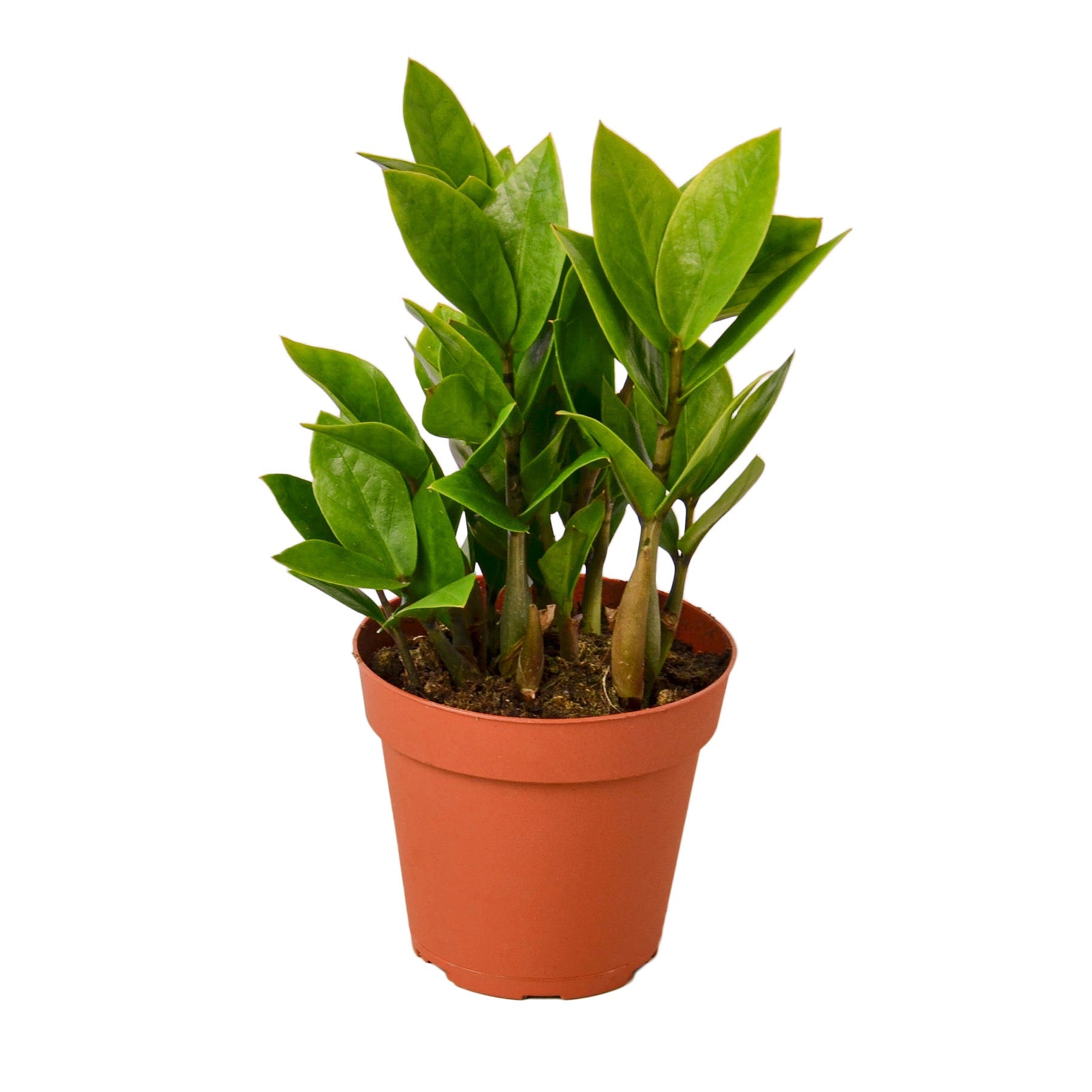 Zamioculcas Zamiifolia ZZ-Plants Planted