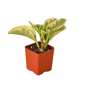 Peperomia 'Marble'-Plants Planted