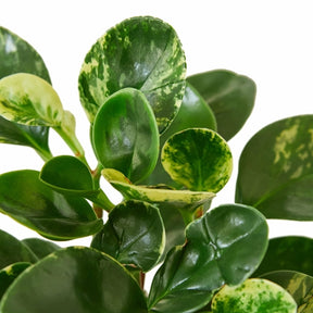 Peperomia 'Marble'-Plants Planted