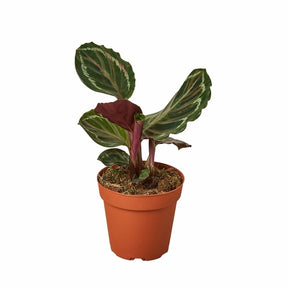 Calathea Roseopicta 'Medallion'-Plants Planted