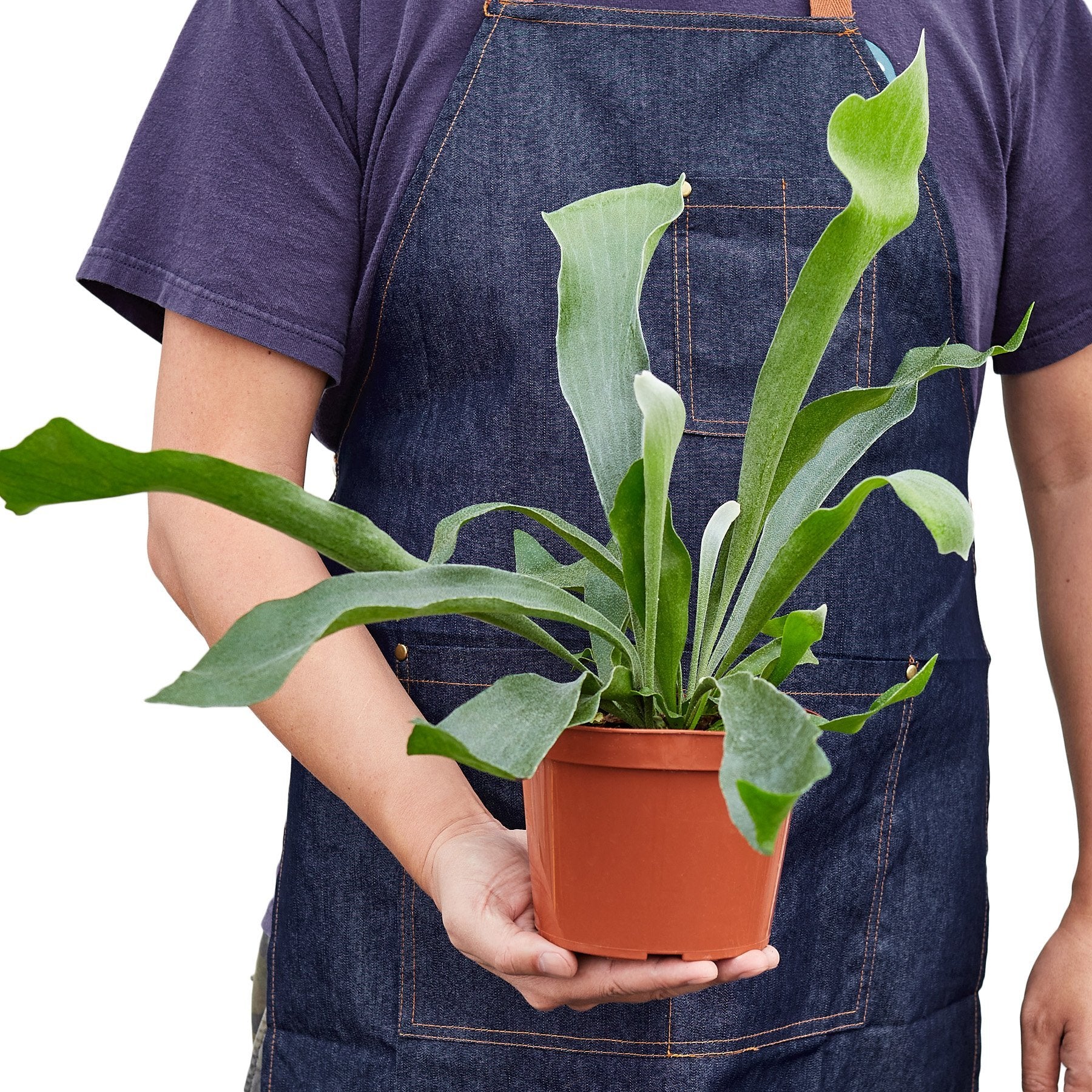 Staghorn Fern-Plants Planted