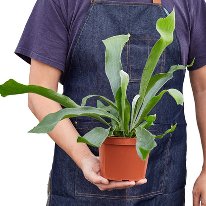 Staghorn Fern-Plants Planted