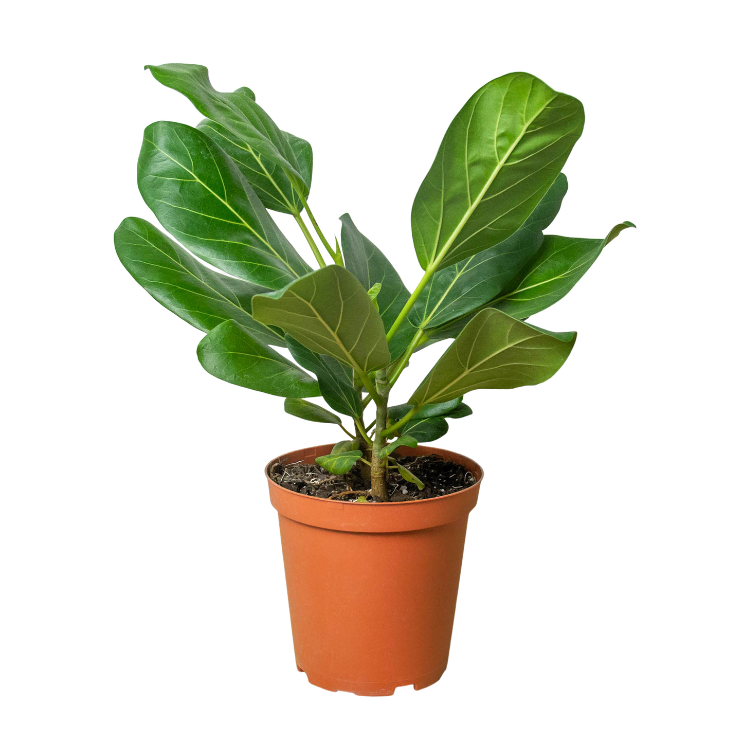 Ficus 'Audrey'-Plants Planted