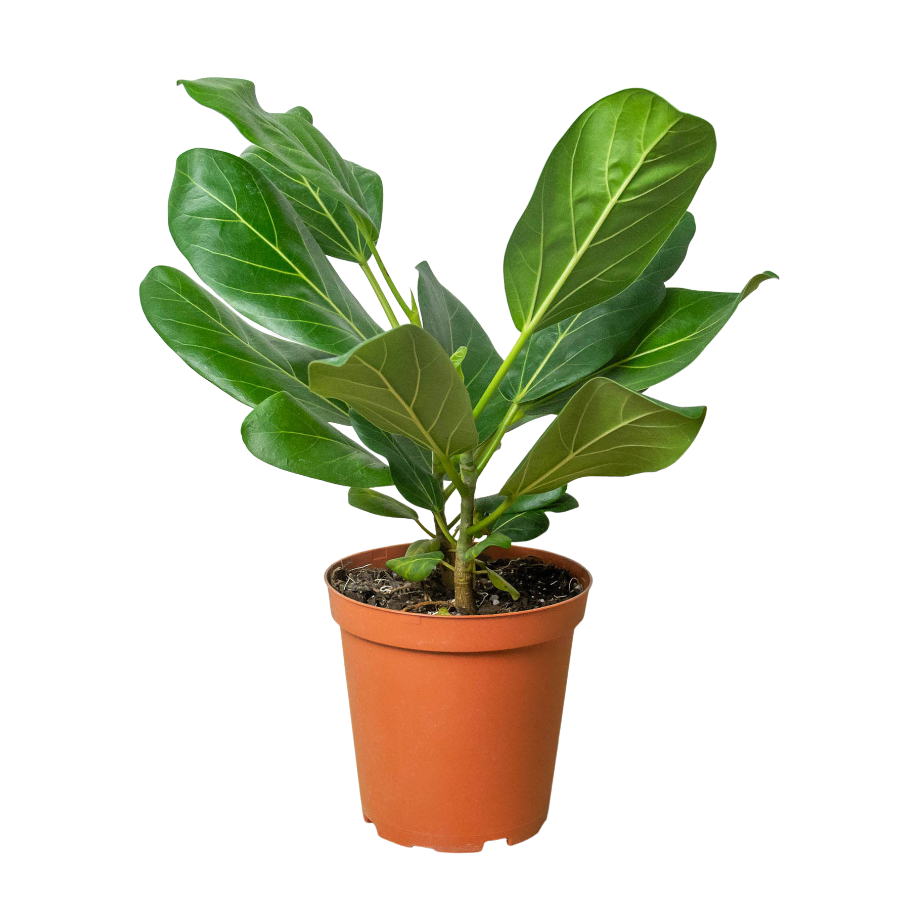 Ficus 'Audrey'-Plants Planted