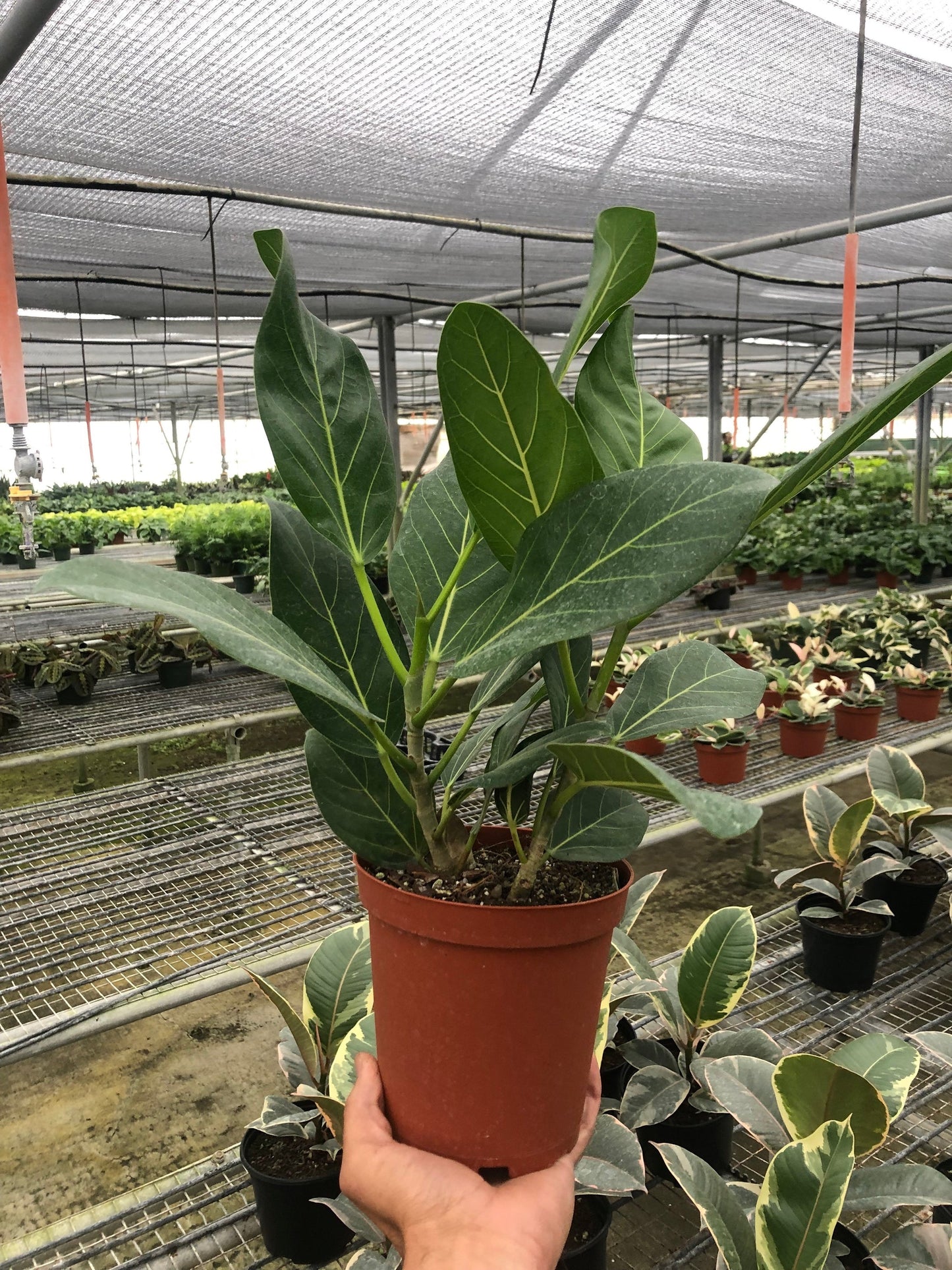Ficus 'Audrey'-Plants Planted