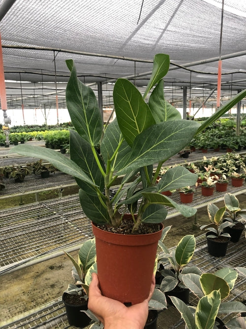 Ficus 'Audrey'-Plants Planted