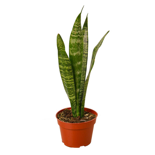 Snake Plant 'Zeylanica'-Plants Planted