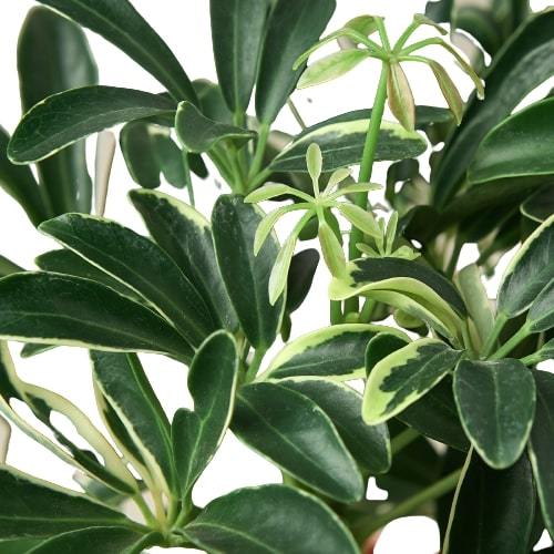 Schefflera Moonlight 'Umbrella Plant'-Plants Planted