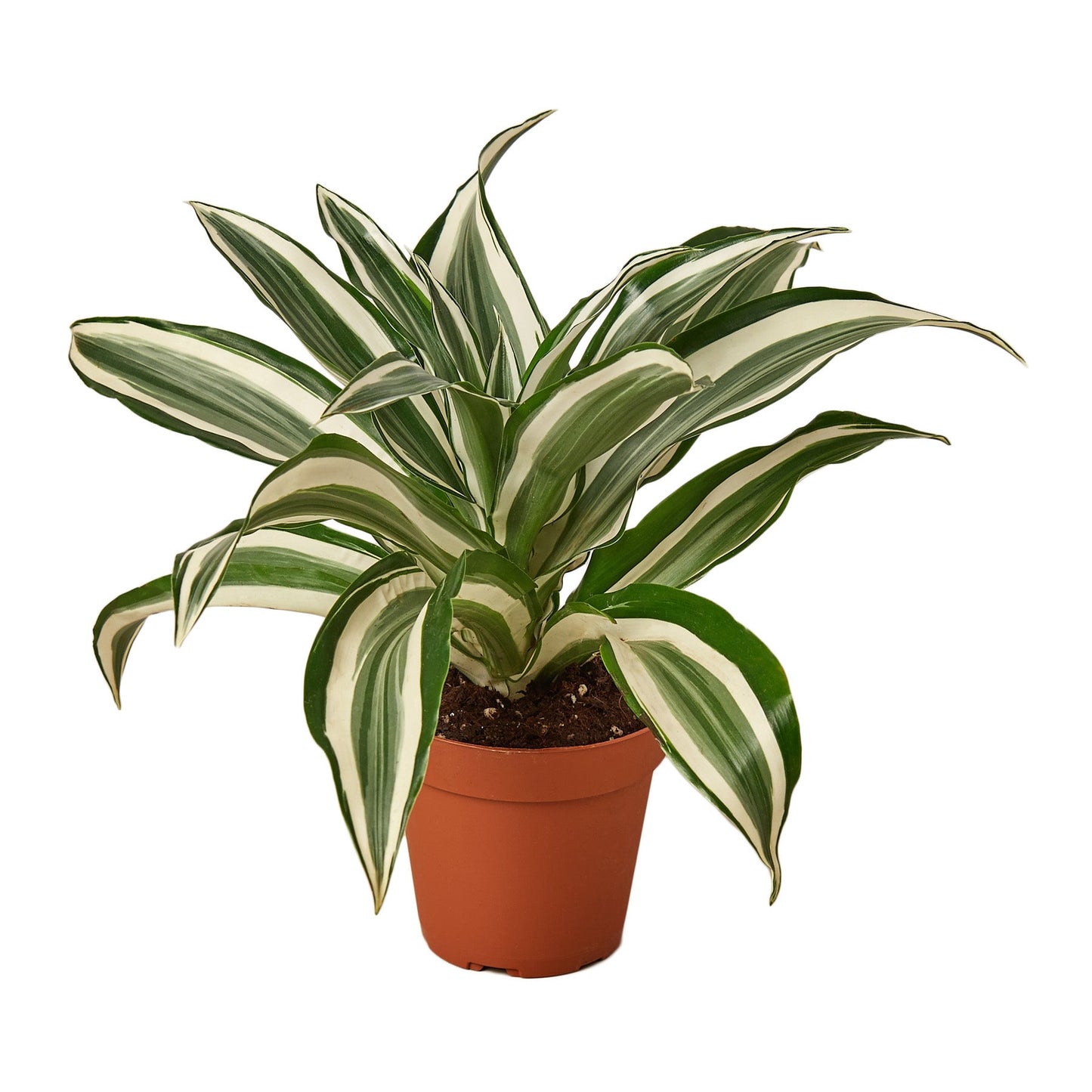 Dracaena 'Warneckii White Jewel'-Plants Planted