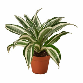 Dracaena 'Warneckii White Jewel'-Plants Planted