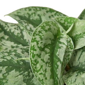 Scindapsus Pictus 'Exotica'-Plants Planted
