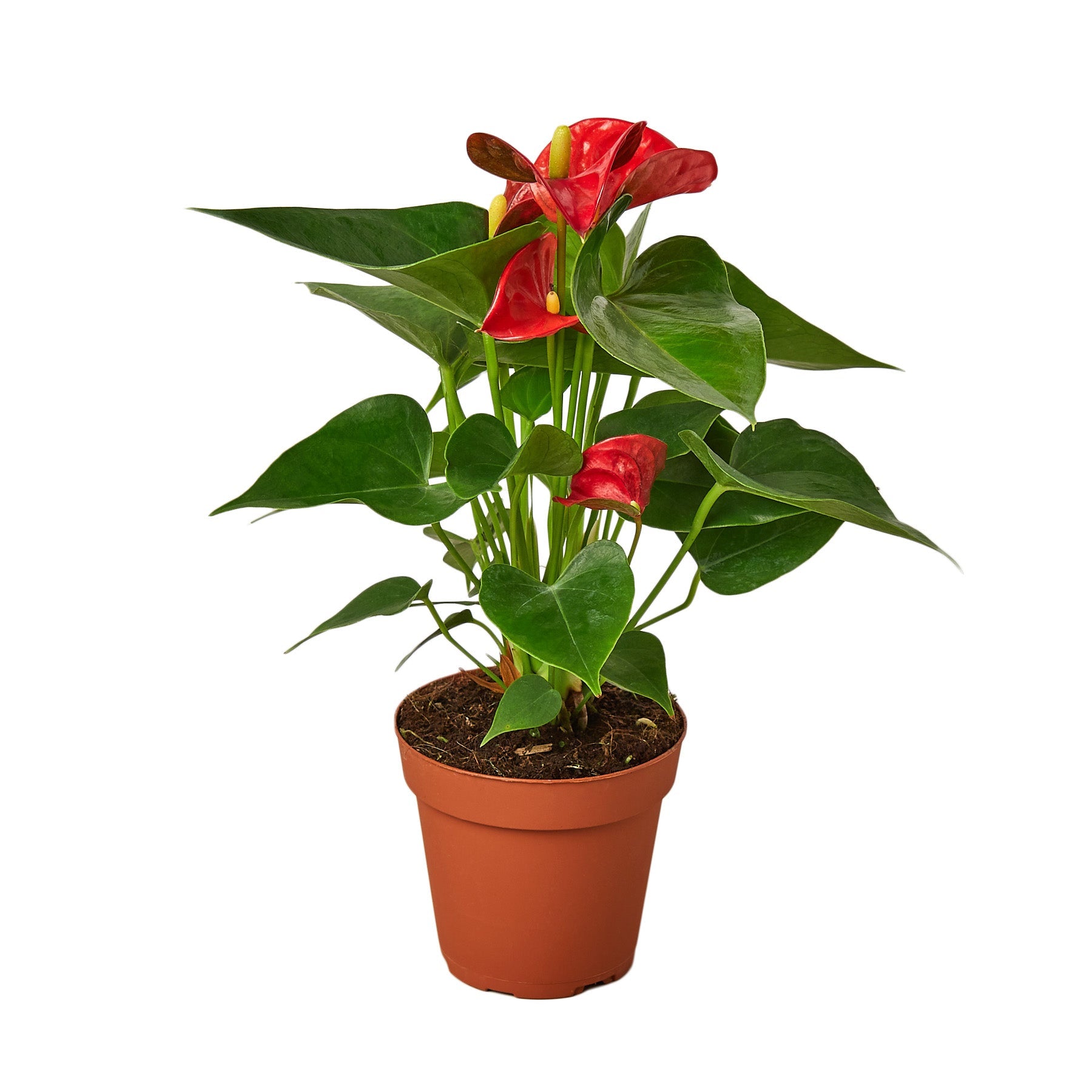 Anthurium 'Red'-Plants Planted