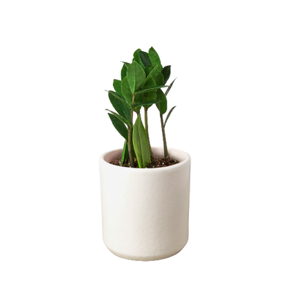 Zamioculcas Zamiifolia ZZ-Plants Planted