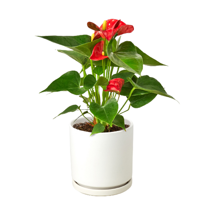 Anthurium 'Red'-Plants Planted
