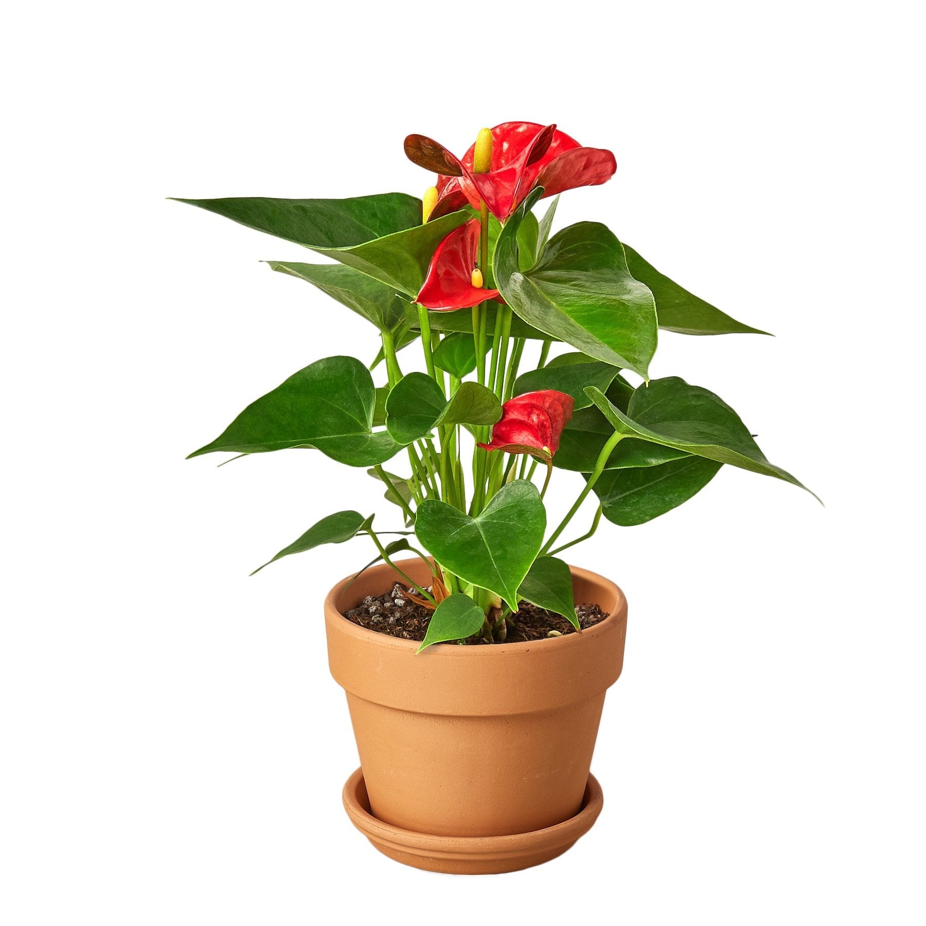 Anthurium 'Red'-Plants Planted