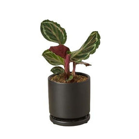 Calathea Roseopicta 'Medallion'-Plants Planted