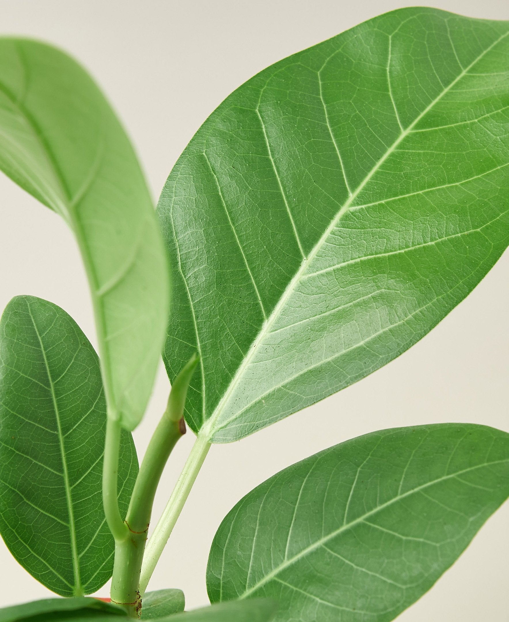 Ficus 'Audrey'-Plants Planted