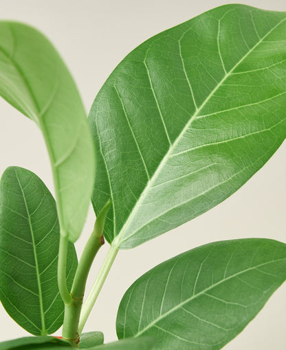 Ficus 'Audrey'-Plants Planted