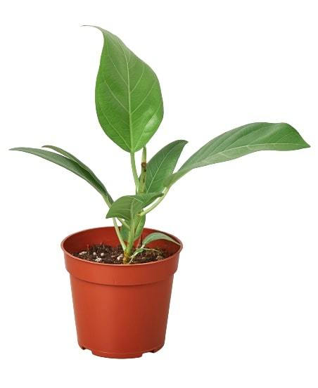 Ficus 'Audrey'-Plants Planted