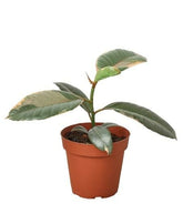 Ficus Elastica 'Ruby Pink'-Plants Planted