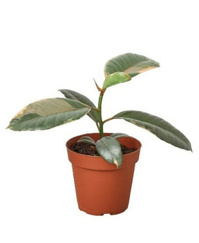 Ficus Elastica 'Ruby Pink'-Plants Planted