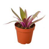 Oyster Plant 'Moses in the Cradle'-Plants Planted
